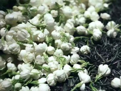 喝茶治口臭嗎，什么茶治口臭好？