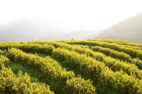黃金茶的功效及禁忌癥，黃金茶有什么副作用嗎？