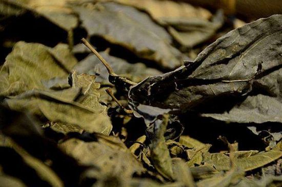 鷓鴣茶什么人不適合喝，鷓鴣茶的禁忌人群