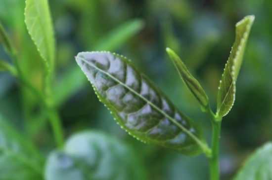 綠茶第一泡要倒掉嗎，為什么綠茶第一泡不喝？