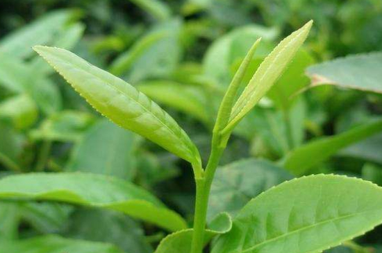 最耐泡的茶葉排名，什么茶葉經(jīng)久耐泡？