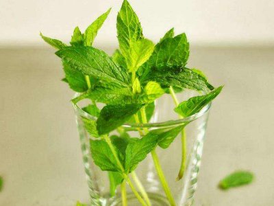 喝茶治口臭嗎，什么茶治口臭好？