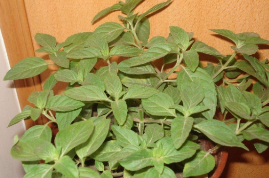 薄荷茶的功效與作用，喝薄荷茶有什么好處？