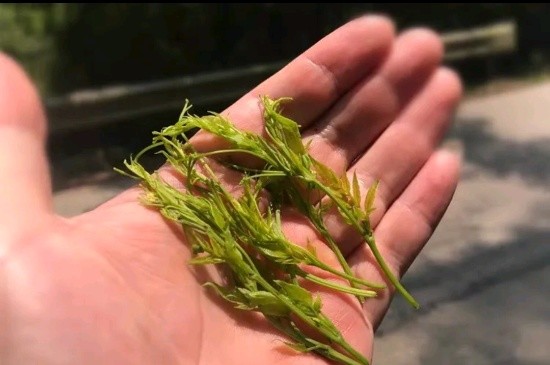 張家界茅巖莓茶與藤茶是同一種茶嗎，藤茶跟莓茶一不一樣？