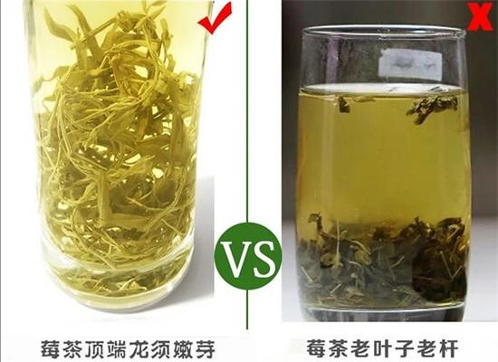 張家界茅巖莓茶與藤茶是同一種茶嗎，藤茶跟莓茶一不一樣？