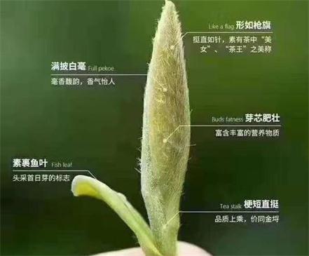 春茶季怎么辨別白毫銀針的好壞，好的白毫銀針如何選購？