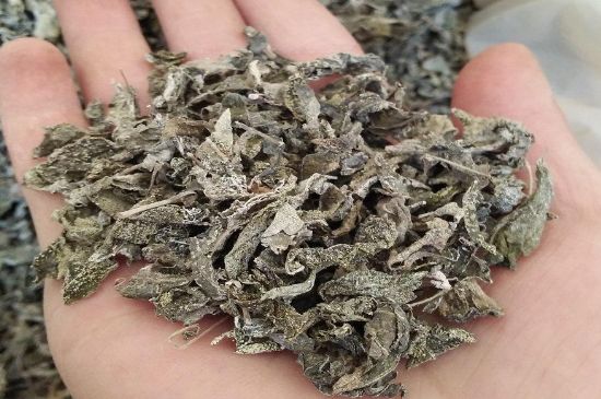 張家界莓茶真假對比，野生莓茶的鑒別方法