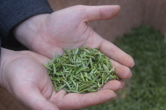 茶葉可以放冰箱嗎，茶需要放冰箱保存嗎
