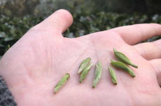 春茶季怎么辨別白毫銀針的好壞，好的白毫銀針如何選購？
