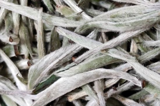 春茶上市白茶的好壞怎么區(qū)分，春白茶怎么分辨好不好？