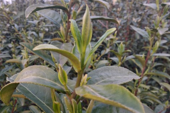家庭如何保存碧螺春茶葉，蘇州洞庭碧螺春綠茶怎么保存？