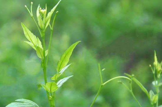 茅巖莓茶別名是什么，莓茶別名叫藤茶嗎？