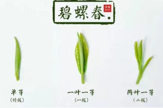 真假碧螺春泡水后區(qū)別，蘇州洞庭碧螺春怎樣鑒別好壞？
