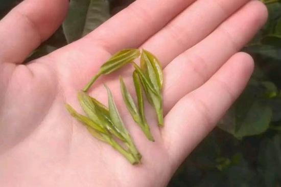 炒青茶為什么便宜，炒青綠茶好喝嗎？