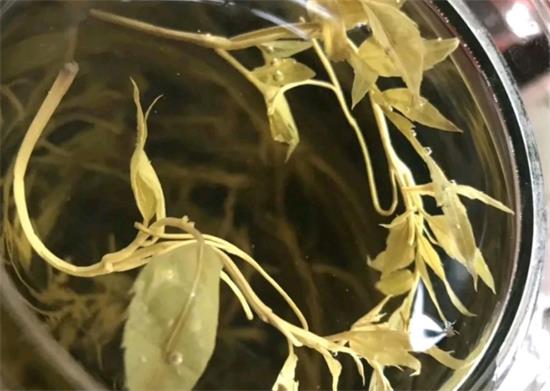 張家界茅巖莓茶與藤茶是同一種茶嗎，藤茶跟莓茶一不一樣？