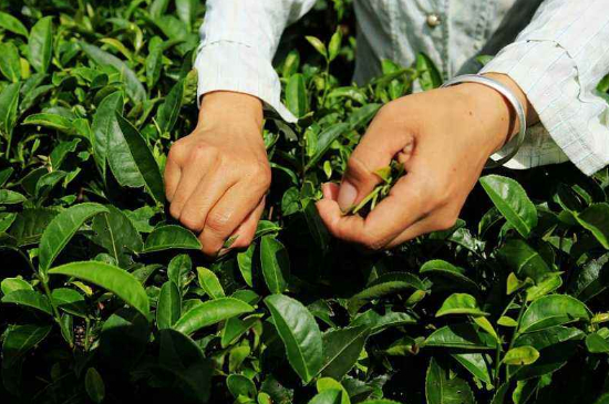 采茶的方法與步驟，如何正確采摘茶葉？