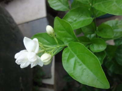茉莉和什么一起泡最好，茉莉茶有幾種搭配？