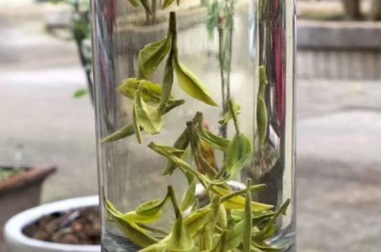 蒸汽煮茶器適合什么茶，蒸汽煮茶器適合用綠茶嗎？