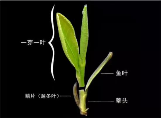摘茶葉最快的方法，采摘茶葉怎么才能快？