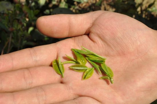 木魚石茶壺適合泡什么茶，木魚石泡啥茶好