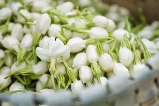 十大排毒養(yǎng)顏花茶，喝什么花茶排毒養(yǎng)顏
