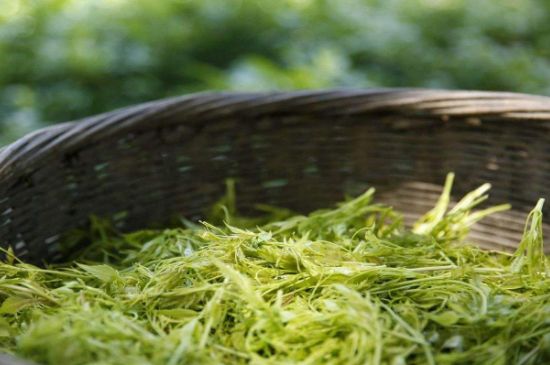 茅巖莓茶加工工藝，莓茶的工藝制作過(guò)程