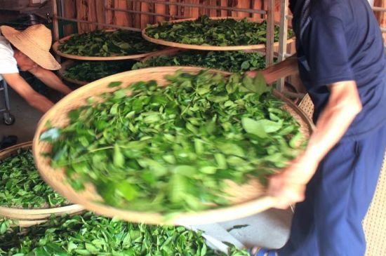 武夷巖茶的初制、精制加工工藝詳細(xì)講解