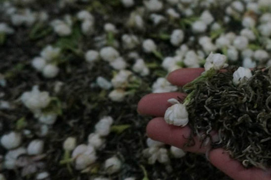 茉莉茶的種類和等級(jí)，茉莉花茶的分類