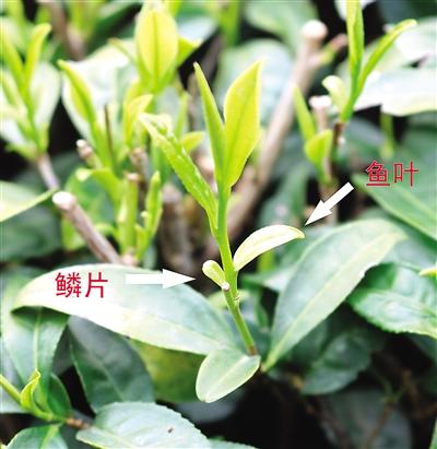 摘茶葉最快的方法，采摘茶葉怎么才能快？