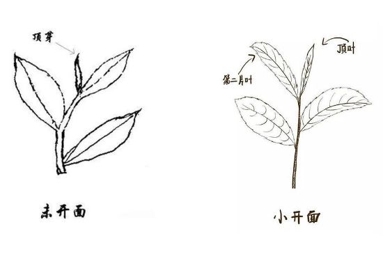 武夷巖茶的初制、精制加工工藝詳細(xì)講解