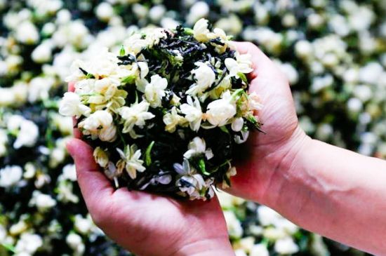 茉莉花和什么在一起喝好，茉莉花喝什么茶搭配？