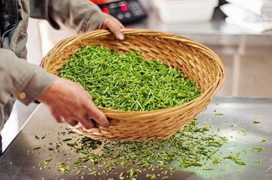 武夷巖茶的初制、精制加工工藝詳細(xì)講解