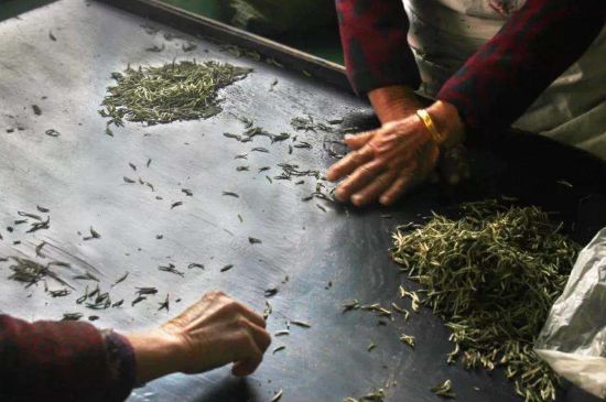 武夷巖茶的初制、精制加工工藝詳細(xì)講解