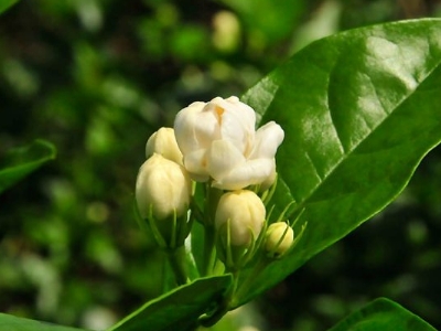 好茉莉茶多少錢一斤，茉莉花茶價格