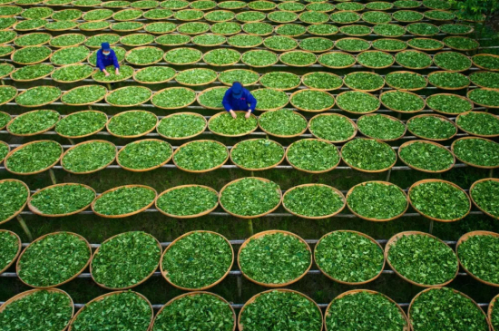 綠茶加工工藝流程圖，綠茶的加工制作包含哪幾個(gè)步驟？