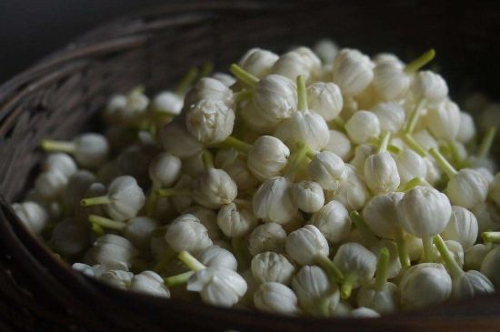 茉莉花茶與什么相克，茉莉花搭配禁忌