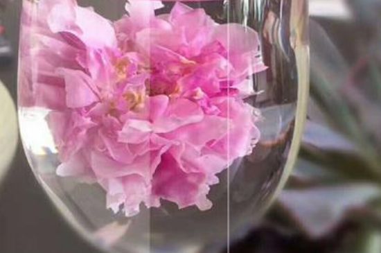 干玫瑰花泡水放幾顆，玫瑰花泡水一次放幾朵？