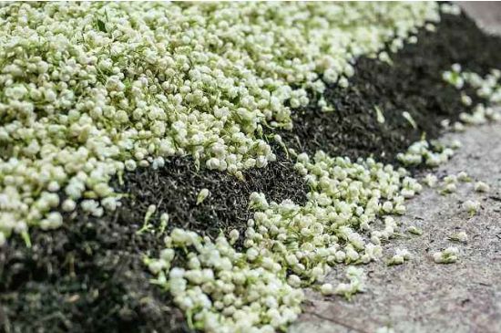 茉莉茶葉的功效與禁忌，什么人不適合喝茉莉花茶？