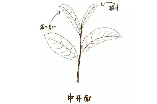 武夷巖茶的初制、精制加工工藝詳細(xì)講解