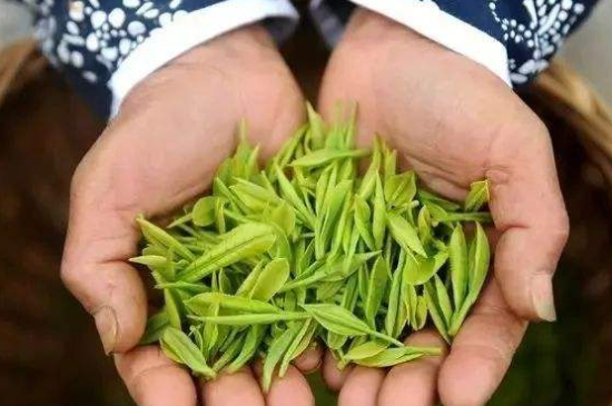 摘茶葉最快的方法，采摘茶葉怎么才能快？