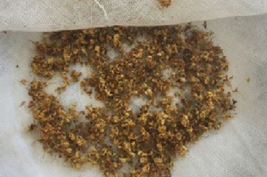 干桂花茶的制作方法，怎樣自制桂花茶？