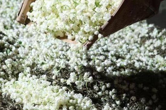 茉莉茶葉的功效與禁忌，什么人不適合喝茉莉花茶？