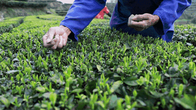摘茶葉最快的方法，采摘茶葉怎么才能快？