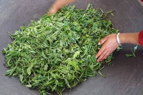 龍井茶炒茶葉怎么炒出好茶色，茶葉怎樣做出來最綠？