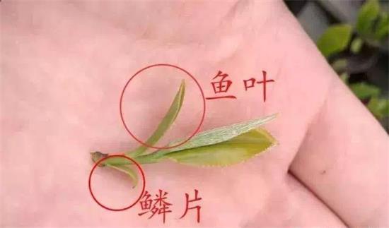 摘茶葉最快的方法，采摘茶葉怎么才能快？