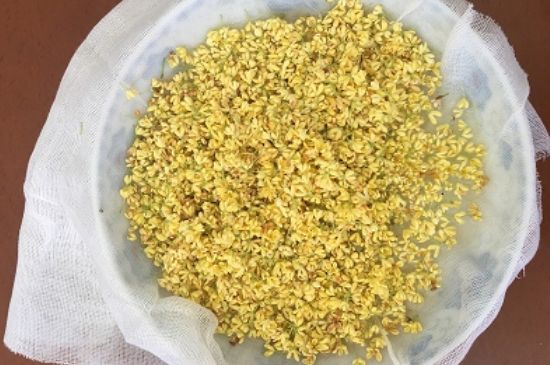 干桂花茶的制作方法，怎樣自制桂花茶？