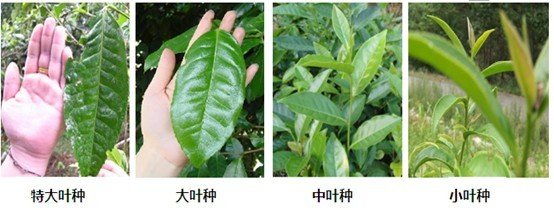 摘茶葉最快的方法，采摘茶葉怎么才能快？