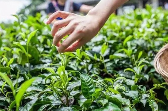 綠茶加工工藝流程圖，綠茶的加工制作包含哪幾個(gè)步驟？