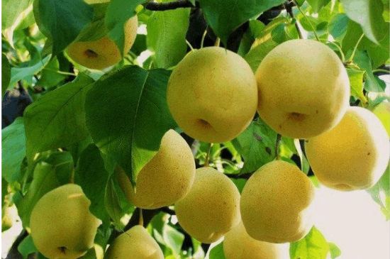 一把真正的本山綠泥壺最低多少錢，什么價格能買到本山綠泥紫砂壺？