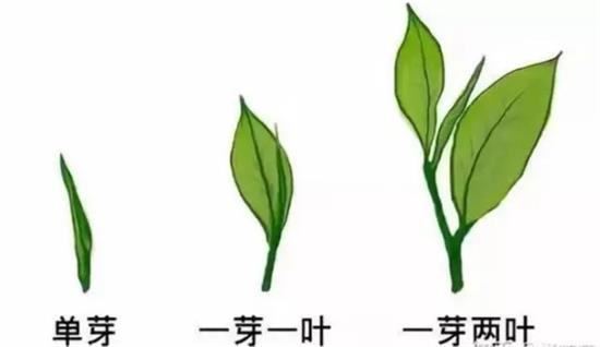 摘茶葉最快的方法，采摘茶葉怎么才能快？